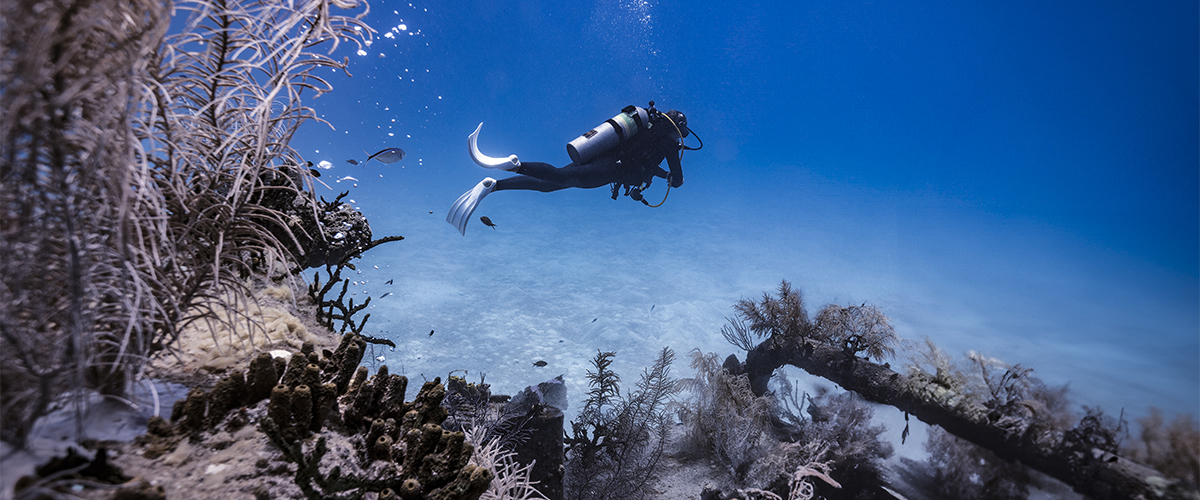 Scubadykkingsblogg - Diving 2000